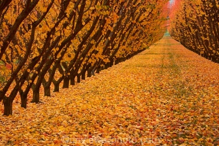 autuminal;autumn;autumn-colour;autumn-colours;autumnal;Central-Otago;color;colors;colour;colours;country;countryside;Cromwell;crop;crops;deciduous;fall;farm;farming;farmland;farms;field;fruit;fruit-tree;fruit-trees;gold;golden;horticulture;leaf;leaves;N.Z.;New-Zealand;NZ;orange;orchard;orchards;Otago;row;rows;rural;S.I.;season;seasonal;seasons;SI;South-Is;South-Island;Sth-Is;tree;trees;yellow