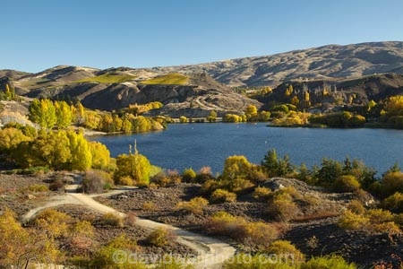 autuminal;autumn;autumn-colour;autumn-colours;autumnal;Bannockburn;Bannockburn-Inlet;Carrick-Range;Central-Otago;color;colors;colour;colours;cycle-track;cycle-trail;cycleway;cyclist;deciduous;fall;gold;golden;Kawarau-Arm;lake;Lake-Dunstan;Lake-Dunstan-Cycle-Track;Lake-Dunstan-Cycle-Trail;Lake-Dunstan-Cycleway;Lake-Dunstan-Track;Lake-Dunstan-Trail;lakes;leaf;leaves;N.Z.;New-Zealand;NZ;Otago;S.I.;season;seasonal;seasons;SI;South-Is;South-Island;Sth-Is;track;tracks;trail;trails;tree;trees;yellow