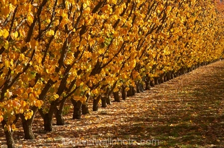 autuminal;autumn;autumn-colour;autumn-colours;autumnal;Central-Otago;color;colors;colour;colours;country;countryside;Cromwell;crop;crops;deciduous;fall;farm;farming;farmland;farms;field;fruit;fruit-tree;fruit-trees;golden;horticulture;leaf;leaves;N.Z.;New-Zealand;NZ;orchard;orchards;Otago;row;rows;rural;S.I.;season;seasonal;seasons;SI;South-Island;tree;trees;yellow