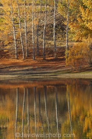 autuminal;autumn;autumn-colour;autumn-colours;autumnal;Bannockburn;Bannockburn-Inlet;calm;Central-Otago;color;colors;colour;colours;deciduous;fall;golden;lake;Lake-Dunstan;lakes;leaf;leaves;N.Z.;New-Zealand;NZ;Otago;placid;quiet;reflection;reflections;ripple;ripples;S.I.;season;seasonal;seasons;serene;SI;smooth;South-Island;still;tranquil;tree;trees;trunk;trunks;water;yellow