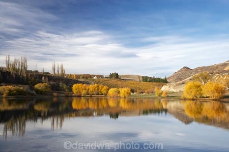 agricultural;agriculture;autuminal;autumn;autumn-colour;autumn-colours;autumnal;Bannockburn;Bannockburn-Inlet;calm;Central-Otago;central-otago-vineyard;central-otago-vineyards;central-otago-wineries;central-otago-winery;color;colors;colour;colours;country;countryside;crop;crops;cultivation;deciduous;fall;farm;farming;farmland;farms;field;fields;grape;grapes;grapevine;horticulture;lake;Lake-Dunstan;lakes;leaf;leaves;N.Z.;new-zealand;NZ;Otago;placid;quiet;reflection;reflections;row;rows;rural;S.I.;season;seasonal;seasons;serene;SI;smooth;South-Island;still;tranquil;tree;trees;vine;vines;vineyard;vineyards;vintage;water;willow;willow-tree;willow-trees;willows;wineage;wineries;winery;wines