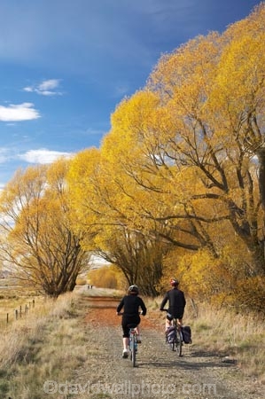 adventure;autuminal;autumn;autumn-colour;autumn-colours;autumnal;avenue;avenues;bicycle;bicycles;bike;biker;bikes;Central-Otago;Central-Otago-Rail-Trail;color;colors;colour;colours;cycle;cycle-track;cycler;cyclers;cycles;cycling-track;cyclist;cyclists;deciduous;fall;golden;Ida-Valley;leaf;leaves;Maniototo;mountain-bike;mountain-bike-track;mountain-biker;mountain-bikers;mountain-bikes;mtn-bike;mtn-biker;mtn-bikers;mtn-bikes;N.Z.;New-Zealand;NZ;Otago;Otago-Central-Rail-Trail;Oturehua;push-bike;push-bikes;push_bike;push_bikes;pushbike;pushbikes;rail-trail;rail-trails;S.I.;scenic;season;seasonal;seasons;SI;South-Island;sports;tourism;track;tracks;tree;trees;willow;willow-tree;willow-trees;willows;yellow