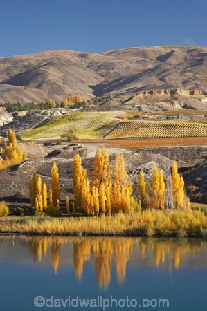agricultural;agriculture;autuminal;autumn;autumn-colour;autumn-colours;autumnal;Bannockburn;calm;Carrick-Range;Central-Otago;central-otago-vineyard;central-otago-vineyards;central-otago-wineries;central-otago-winery;color;colors;colour;colours;country;countryside;crop;crops;cultivation;deciduous;fall;farm;farming;farmland;farms;field;fields;golden;grape;grapes;grapevine;horticulture;Kawarau-Arm;lake;Lake-Dunstan;lakes;N.Z.;near-Cromwell;New-Zealand;NZ;Otago;placid;poplar;poplar-tree;poplar-trees;poplars;quiet;reflection;reflections;row;rows;rural;S.I.;season;seasonal;seasons;serene;SI;smooth;South-Is.;South-Island;still;tranquil;tree;trees;vine;vines;vineyard;vineyards;vintage;water;wineage;wineries;winery;wines;yellow