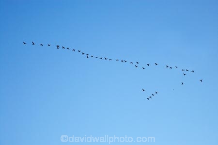 Animal;animals;Avian;Beak;bird;bird-watching;bird_watching;birds;Branta-canadensis;Canada-Geese;Canada-Goose;Central-Otago;eco-tourism;eco_tourism;ecotourism;Fauna;Feather;flight;Flock;fly;flying;Flying-in-V-Formation;Maniototo;N.Z.;Natural;Nature;New-Zealand;NZ;Ornithology;S.I.;SI;South-Is.;South-Island;Taieri-Scroll-Plain;vee-formation;wild;Wildlife;Wing
