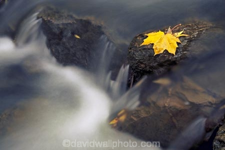 brook;brooks;color;colors;colour;colours;creek;creeks;fall;leaves;rapid;rapids;rock;rocks;streams;water;yellow