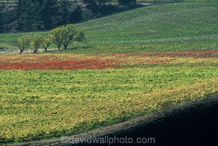 autumn;carrick;color;colors;colour;colours;crop;crops;cultivation;fall;farm;farming;farms;field;fields;grape;grapes;grapevine;green;horticulture;red;row;rows;rural;vine;vines;vineyard;vineyards;vintage;wine;wineries;winery;wines