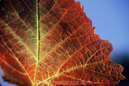 blue;color;colors;colour;colours;crop;crops;cultivation;farm;farming;farms;field;fields;grape;grapes;grapevine;horticulture;red;rural;vine;vines;vineyard;vineyards;vintage;wine;wineries;winery;wines;yellow