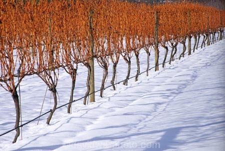 cold;color;colors;colour;colours;crop;crops;cultivation;farm;farming;farms;field;fields;grape;grapes;grapevine;horticulture;red;row;rows;rural;snow;vine;vines;vineyard;vineyards;vintage;wine;wineries;winery;wines;winter