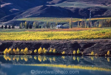 autumn;carrick;color;colors;colour;colours;crop;crops;cultivation;fall;farm;farming;farms;field;fields;grape;grapes;grapevine;horticulture;lakes;poplar;poplars;row;rows;rural;vine;vines;vineyard;vineyards;vintage;willow;willows;wine;wineries;winery;wines;yellow