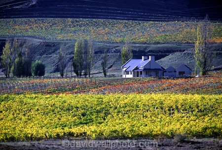 autumn;carrick;color;colors;colour;colours;crop;crops;cultivation;fall;farm;farming;farms;field;fields;grape;grapes;grapevine;horticulture;row;rows;rural;vine;vines;vineyard;vineyards;vintage;wine;wineries;winery;wines;yellow
