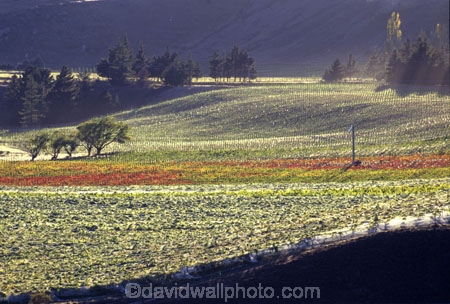 autumn;carrick;color;colors;colour;colours;crop;crops;cultivation;fall;farm;farming;farms;field;fields;grape;grapes;grapevine;green;horticulture;red;row;rows;rural;vine;vines;vineyard;vineyards;vintage;wine;wineries;winery;wines