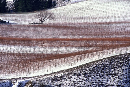 carrick;cold;color;colors;colour;colours;crop;crops;cultivation;farm;farming;farms;field;fields;grape;grapes;grapevine;horticulture;row;rows;rural;snow;vine;vines;vineyard;vineyards;vintage;white;wine;wineries;winery;wines;winter