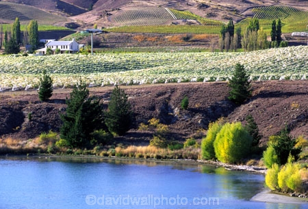 autumn;carrick;color;colors;colour;colours;crop;crops;cultivation;fall;farm;farming;farms;field;fields;grape;grapes;grapevine;horticulture;lakes;poplar;poplars;row;rows;rural;vine;vines;vineyard;vineyards;vintage;willow;willows;wine;wineries;winery;wines;yellow