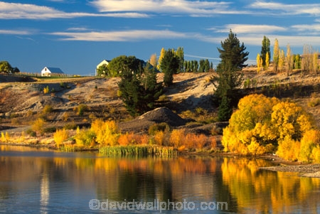 autumn;carrick;color;colors;colour;colours;crop;crops;cultivation;fall;farm;farming;farms;field;fields;grape;grapes;grapevine;horticulture;lakes;poplar;poplars;reflection;row;rows;rural;vine;vines;vineyard;vineyards;vintage;willow;willows;wine;wineries;winery;wines;yellow