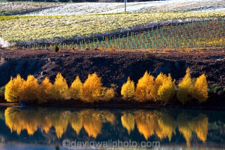 autumn;carrick;color;colors;colour;colours;crop;crops;cultivation;fall;farm;farming;farms;field;fields;grape;grapes;grapevine;horticulture;lakes;poplar;poplars;row;rows;rural;vine;vines;vineyard;vineyards;vintage;willow;willows;wine;wineries;winery;wines;yellow