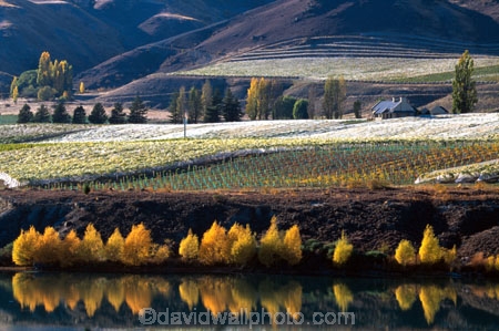 autumn;carrick;color;colors;colour;colours;crop;crops;cultivation;fall;farm;farming;farms;field;fields;grape;grapes;grapevine;horticulture;lakes;poplar;poplars;row;rows;rural;vine;vines;vineyard;vineyards;vintage;willow;willows;wine;wineries;winery;wines;yellow