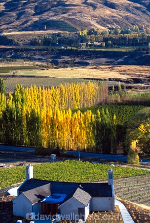 autumn;bar;bars;cafe;cafes;color;colors;colours;crop;crops;cultivation;fall;farm;farming;farms;field;fields;grape;grapes;grapevine;horticulture;leaf;leaves;poplar;poplar-tree;poplar-trees;poplars;rural;tree;trees;vine;vines;vineyard;vineyards;vintage;wine;wineries;winery;wines;yellow