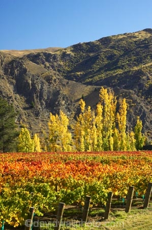 agricultural;agriculture;autuminal;autumn;autumnal;bird-nets;bird-netting;Central-Otago;central-otago-vineyard;central-otago-vineyards;central-otago-wineries;central-otago-winery;color;colors;colour;colours;country;countryside;cromwell;crop;crops;cultivation;deciduous;fall;farm;farming;farmland;farms;field;fields;gold;golden;grape;grapes;grapevine;horticulture;kawarau-gorge;leaf;leaves;New-Zealand;orange;poplar;poplar-tree;poplar-trees;poplars;row;rows;rural;south-island;tree;trees;vine;vines;vineyard;vineyards;vintage;wine;wineries;winery;wines;yellow