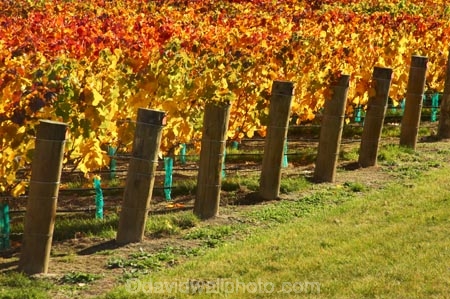 agricultural;agriculture;autuminal;autumn;autumnal;bird-nets;bird-netting;Central-Otago;central-otago-vineyard;central-otago-vineyards;central-otago-wineries;central-otago-winery;color;colors;colour;colours;country;countryside;cromwell;crop;crops;cultivation;deciduous;fall;farm;farming;farmland;farms;field;fields;gold;golden;grape;grapes;grapevine;horticulture;kawarau-gorge;leaf;leaves;New-Zealand;orange;row;rows;rural;south-island;tree;trees;vine;vines;vineyard;vineyards;vintage;wine;wineries;winery;wines;yellow