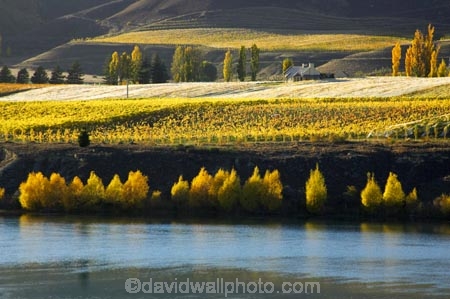 agricultural;agriculture;autuminal;autumn;autumnal;Bannockburn;cairnmuir-mountains;cairnmuir-range;Cairnmuir-Vineyard;carrick-winery;Central-Otago;color;colors;colour;colours;country;countryside;crop;crops;cultivation;deciduous;fall;farm;farming;farmland;farms;field;fields;grape;grapes;grapevine;horticulture;kawarau-arm;Lake-Dunstan;leaf;leaves;New-Zealand;reflection;reflections;row;rows;rural;south-island;tree;trees;vine;vines;vineyard;vineyards;vintage;water;wine;wineries;winery;wines