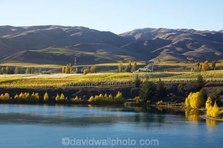 agricultural;agriculture;autuminal;autumn;autumnal;Bannockburn;cairnmuir-mountains;cairnmuir-range;Cairnmuir-Vineyard;carrick-winery;Central-Otago;color;colors;colour;colours;country;countryside;crop;crops;cultivation;deciduous;fall;farm;farming;farmland;farms;field;fields;grape;grapes;grapevine;horticulture;kawarau-arm;Lake-Dunstan;leaf;leaves;New-Zealand;reflection;reflections;row;rows;rural;south-island;tree;trees;vine;vines;vineyard;vineyards;vintage;water;wine;wineries;winery;wines