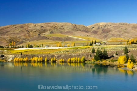 agricultural;agriculture;autuminal;autumn;autumnal;Bannockburn;cairnmuir-mountains;cairnmuir-range;Cairnmuir-Vineyard;carrick-winery;Central-Otago;color;colors;colour;colours;country;countryside;crop;crops;cultivation;deciduous;fall;farm;farming;farmland;farms;field;fields;grape;grapes;grapevine;horticulture;kawarau-arm;Lake-Dunstan;leaf;leaves;New-Zealand;reflection;reflections;row;rows;rural;south-island;tree;trees;vine;vines;vineyard;vineyards;vintage;water;wine;wineries;winery;wines
