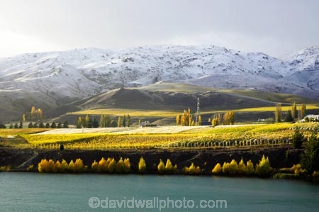 agricultural;agriculture;autuminal;autumn;autumnal;Bannockburn;cairnmuir-mountains;cairnmuir-range;Cairnmuir-Vineyard;carrick-winery;Central-Otago;color;colors;colour;colours;country;countryside;crop;crops;cultivation;deciduous;fall;farm;farming;farmland;farms;field;fields;grape;grapes;grapevine;horticulture;kawarau-arm;Lake-Dunstan;leaf;leaves;New-Zealand;reflection;reflections;row;rows;rural;snow;snowy;south-island;tree;trees;vine;vines;vineyard;vineyards;vintage;water;wine;wineries;winery;wines