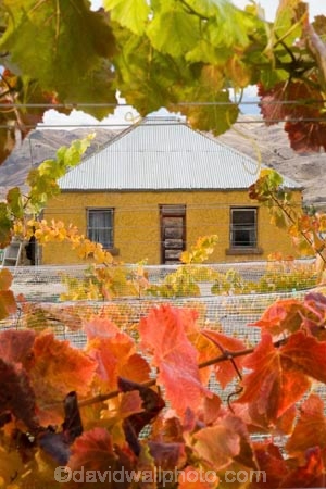 agricultural;agriculture;autuminal;autumn;autumnal;Bannockburn;bird-net;bird-nets;bird-netting;building;buildings;Central-Otago;central-otago-vineyard;central-otago-vineyards;central-otago-wineries;central-otago-winery;color;colors;colour;colours;country;countryside;Cromwell;crop;crops;cultivation;deciduous;Domain-Rd-Vineyard;Domain-Road-Vineyard;fall;farm;farming;farmland;farms;grape;grapes;grapevine;green;heritage;historic;historic-building;historic-buildings;historical;historical-building;historical-buildings;history;horticulture;leaf;leaves;N.Z.;net;nets;netting;New-Zealand;NZ;old;orange;Otago;Pinot-Noir;red;rural;season;seasonal;seasons;South-Island;tradition;traditional;vine;vines;vineyard;vineyards;vintage;wineage;wineries;winery;wines