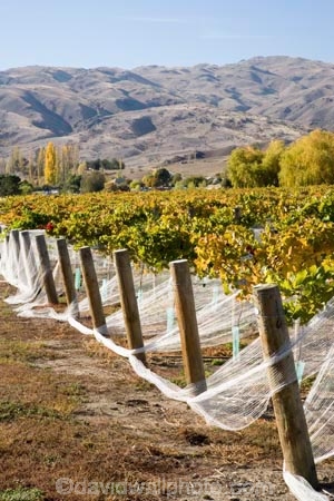 agricultural;agriculture;autuminal;autumn;autumnal;Bannockburn;bird-net;bird-nets;bird-netting;Central-Otago;central-otago-vineyard;central-otago-vineyards;central-otago-wineries;central-otago-winery;color;colors;colour;colours;country;countryside;Cromwell;crop;crops;cultivation;deciduous;Domain-Rd-Vineyard;Domain-Road-Vineyard;fall;farm;farming;farmland;farms;field;fields;grape;grapes;grapevine;horticulture;leaf;leaves;N.Z.;net;nets;netting;New-Zealand;NZ;orange;Otago;Pinot-Noir;red;row;rows;rural;season;seasonal;seasons;South-Island;vine;vines;vineyard;vineyards;vintage;wineage;wineries;winery;wines;yellow