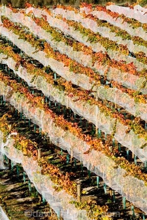 agricultural;agriculture;autuminal;autumn;autumnal;Bannockburn;bird-net;bird-nets;bird-netting;Central-Otago;central-otago-vineyard;central-otago-vineyards;central-otago-wineries;central-otago-winery;color;colors;colour;colours;country;countryside;Cromwell;crop;crops;cultivation;deciduous;Domain-Rd-Vineyard;Domain-Road-Vineyard;fall;farm;farming;farmland;farms;field;fields;grape;grapes;grapevine;horticulture;leaf;leaves;N.Z.;net;nets;netting;New-Zealand;NZ;orange;Otago;Pinot-Noir;red;row;rows;rural;season;seasonal;seasons;South-Island;vine;vines;vineyard;vineyards;vintage;wineage;wineries;winery;wines;yellow