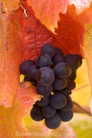 agricultural;agriculture;autuminal;autumn;autumnal;Bannockburn;Central-Otago;central-otago-vineyard;central-otago-vineyards;central-otago-wineries;central-otago-winery;color;colors;colour;colours;country;countryside;Cromwell;crop;crops;cultivation;deciduous;Domain-Rd-Vineyard;Domain-Road-Vineyard;fall;farm;farming;farmland;farms;grape;grapes;grapevine;horticulture;leaf;leaves;N.Z.;New-Zealand;NZ;orange;Otago;Pinot-Noir;red;rural;season;seasonal;seasons;South-Island;vine;vines;vineyard;vineyards;vintage;wineage;wineries;winery;wines;yellow