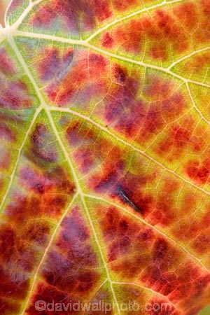 agricultural;agriculture;autuminal;autumn;autumnal;Bannockburn;Central-Otago;central-otago-vineyard;central-otago-vineyards;central-otago-wineries;central-otago-winery;close-up;close_up;closeup;color;colors;colour;colours;country;countryside;Cromwell;crop;crops;cultivation;deciduous;detail;distribution;Domain-Rd-Vineyard;Domain-Road-Vineyard;fall;farm;farming;farmland;farms;foliage;grape;grapes;grapevine;green;horticulture;leaf;leaves;line;lines;N.Z.;New-Zealand;NZ;orange;Otago;Pinot-Noir;red;rural;season;seasonal;seasons;South-Island;texture;vein;veins;vine;vines;vineyard;vineyards;vintage;wineage;wineries;winery;wines