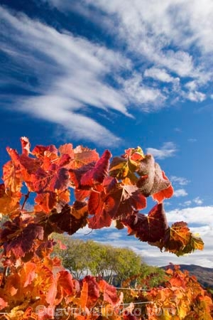 agricultural;agriculture;autuminal;autumn;autumnal;Bannockburn;Central-Otago;central-otago-vineyard;central-otago-vineyards;central-otago-wineries;central-otago-winery;color;colors;colour;colours;country;countryside;Cromwell;crop;crops;cultivation;deciduous;Domain-Rd-Vineyard;Domain-Road-Vineyard;fall;farm;farming;farmland;farms;grape;grapes;grapevine;horticulture;leaf;leaves;N.Z.;New-Zealand;NZ;orange;Otago;Pinot-Noir;red;rural;season;seasonal;seasons;South-Island;vine;vines;vineyard;vineyards;vintage;wineage;wineries;winery;wines