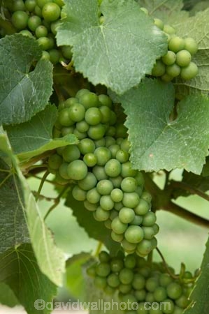 Bannockburn;Central-Otago;central-otago-vineyard;central-otago-vineyards;central-otago-wineries;central-otago-winery;country;countryside;Cromwell;crop;crops;cultivation;Domain-Rd-Vineyard;Domain-Road-Vineyard;farm;farming;farmland;farms;field;fields;grape;grapes;grapevine;green;horticulture;N.Z.;new-zealand;NZ;Otago;Pinot-Noir-Grapes;row;rows;rural;S.I.;SI;south-island;summer;vine;vines;vineyard;vineyards;vintage;wineage;wineries;winery;wines