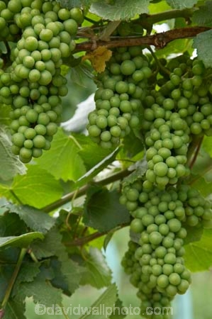 Bannockburn;Central-Otago;central-otago-vineyard;central-otago-vineyards;central-otago-wineries;central-otago-winery;country;countryside;Cromwell;crop;crops;cultivation;Domain-Rd-Vineyard;Domain-Road-Vineyard;farm;farming;farmland;farms;field;fields;grape;grapes;grapevine;green;horticulture;N.Z.;new-zealand;NZ;Otago;Pinot-Noir-Grapes;row;rows;rural;S.I.;SI;south-island;summer;vine;vines;vineyard;vineyards;vintage;wineage;wineries;winery;wines