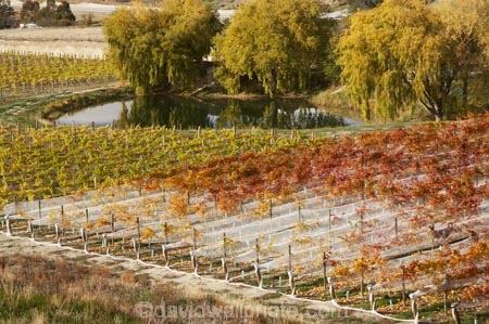 agricultural;agriculture;autuminal;autumn;autumn-colour;autumn-colours;autumnal;Bannockburn;bird-net;bird-nets;bird-netting;Central-Otago;central-otago-vineyard;central-otago-vineyards;central-otago-wineries;central-otago-winery;color;colors;colour;colours;country;countryside;Cromwell;crop;crops;cultivation;deciduous;Domain-Rd-Vineyard;Domain-Road-Vineyard;fall;farm;farming;farmland;farms;field;fields;golden;grape;grapes;grapevine;horticulture;leaf;leaves;N.Z.;net;nets;netting;New-Zealand;NZ;orange;Otago;Pinot-Noir;pond;ponds;red;row;rows;rural;S.I.;season;seasonal;seasons;SI;south-island;tree;trees;vine;vines;vineyard;vineyards;vintage;willow;willow-tree;willow-trees;willows;wineage;wineries;winery;wines;yellow