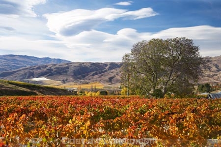 agricultural;agriculture;autuminal;autumn;autumn-colour;autumn-colours;autumnal;Bannockburn;bird-net;bird-nets;bird-netting;Central-Otago;central-otago-vineyard;central-otago-vineyards;central-otago-wineries;central-otago-winery;color;colors;colour;colours;country;countryside;Cromwell;crop;crops;cultivation;deciduous;Domain-Rd-Vineyard;Domain-Road-Vineyard;fall;farm;farming;farmland;farms;field;fields;grape;grapes;grapevine;horticulture;leaf;leaves;N.Z.;New-Zealand;NZ;orange;Otago;Pinot-Noir;red;row;rows;rural;S.I.;season;seasonal;seasons;SI;south-island;tree;trees;vine;vines;vineyard;vineyards;vintage;walnut-tree;walnut-trees;wineage;wineries;winery;wines