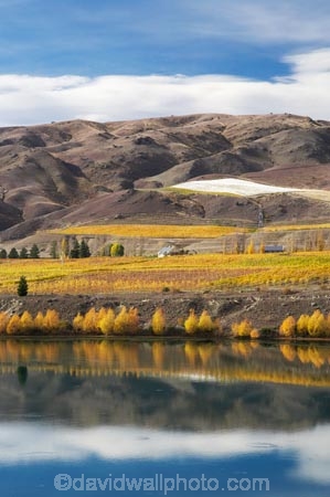 agricultural;agriculture;autuminal;autumn;autumn-colour;autumn-colours;autumnal;Bannockburn;cairnmuir-mountains;cairnmuir-range;Cairnmuir-Vineyard;calm;carrick-winery;Central-Otago;central-otago-vineyard;central-otago-vineyards;central-otago-wineries;central-otago-winery;color;colors;colour;colours;country;countryside;crop;crops;cultivation;deciduous;fall;farm;farming;farmland;farms;field;fields;golden;grape;grapes;grapevine;horticulture;kawarau-arm;lake;Lake-Dunstan;lakes;leaf;leaves;N.Z.;New-Zealand;NZ;Otago;placid;quiet;reflection;reflections;row;rows;rural;S.I.;season;seasonal;seasons;serene;SI;smooth;south-island;still;tranquil;tree;trees;vine;vines;vineyard;vineyards;vintage;water;wine;wineage;wineries;winery;wines;yellow