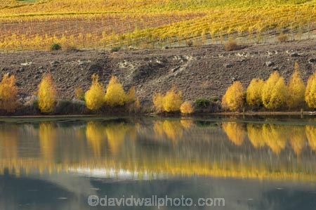 agricultural;agriculture;autuminal;autumn;autumn-colour;autumn-colours;autumnal;Bannockburn;Bannockburn-Inlet;Cairnmuir-Vineyard;calm;Carrick-Winery;Central-Otago;central-otago-vineyard;central-otago-vineyards;central-otago-wineries;central-otago-winery;color;colors;colour;colours;country;countryside;crop;crops;cultivation;deciduous;fall;farm;farming;farmland;farms;field;fields;golden;grape;grapes;grapevine;horticulture;lake;Lake-Dunstan;lakes;leaf;leaves;N.Z.;new-zealand;NZ;Otago;placid;quiet;reflection;reflections;row;rows;rural;S.I.;season;seasonal;seasons;serene;SI;smooth;South-Island;still;tranquil;tree;trees;vine;vines;vineyard;vineyards;vintage;water;willow;willow-tree;willow-trees;willows;wineage;wineries;winery;wines;yellow
