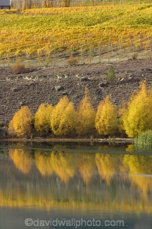 agricultural;agriculture;autuminal;autumn;autumn-colour;autumn-colours;autumnal;Bannockburn;Bannockburn-Inlet;Cairnmuir-Vineyard;calm;Carrick-Winery;Central-Otago;central-otago-vineyard;central-otago-vineyards;central-otago-wineries;central-otago-winery;color;colors;colour;colours;country;countryside;crop;crops;cultivation;deciduous;fall;farm;farming;farmland;farms;field;fields;golden;grape;grapes;grapevine;horticulture;lake;Lake-Dunstan;lakes;leaf;leaves;N.Z.;new-zealand;NZ;Otago;placid;quiet;reflection;reflections;row;rows;rural;S.I.;season;seasonal;seasons;serene;SI;smooth;South-Island;still;tranquil;tree;trees;vine;vines;vineyard;vineyards;vintage;water;willow;willow-tree;willow-trees;willows;wineage;wineries;winery;wines;yellow