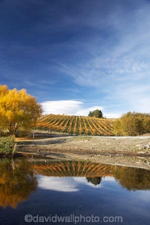 agricultural;agriculture;autuminal;autumn;autumn-colour;autumn-colours;autumnal;Bannockburn;Bannockburn-Inlet;calm;Central-Otago;central-otago-vineyard;central-otago-vineyards;central-otago-wineries;central-otago-winery;color;colors;colour;colours;country;countryside;crop;crops;cultivation;deciduous;fall;farm;farming;farmland;farms;field;fields;grape;grapes;grapevine;horticulture;lake;Lake-Dunstan;lakes;leaf;leaves;N.Z.;new-zealand;NZ;Otago;placid;quiet;reflection;reflections;row;rows;rural;S.I.;season;seasonal;seasons;serene;SI;smooth;South-Island;still;tranquil;tree;trees;vine;vines;vineyard;vineyards;vintage;water;willow;willow-tree;willow-trees;willows;wineage;wineries;winery;wines