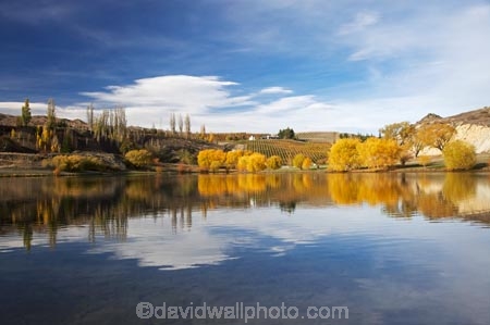 agricultural;agriculture;autuminal;autumn;autumn-colour;autumn-colours;autumnal;Bannockburn;Bannockburn-Inlet;calm;Central-Otago;central-otago-vineyard;central-otago-vineyards;central-otago-wineries;central-otago-winery;color;colors;colour;colours;country;countryside;crop;crops;cultivation;deciduous;fall;farm;farming;farmland;farms;field;fields;grape;grapes;grapevine;horticulture;lake;Lake-Dunstan;lakes;leaf;leaves;N.Z.;new-zealand;NZ;Otago;placid;quiet;reflection;reflections;row;rows;rural;S.I.;season;seasonal;seasons;serene;SI;smooth;South-Island;still;tranquil;tree;trees;vine;vines;vineyard;vineyards;vintage;water;willow;willow-tree;willow-trees;willows;wineage;wineries;winery;wines