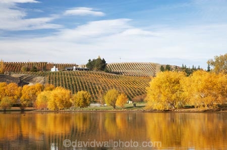 agricultural;agriculture;autuminal;autumn;autumn-colour;autumn-colours;autumnal;Bannockburn;Bannockburn-Inlet;calm;Central-Otago;central-otago-vineyard;central-otago-vineyards;central-otago-wineries;central-otago-winery;color;colors;colour;colours;country;countryside;crop;crops;cultivation;deciduous;fall;farm;farming;farmland;farms;field;fields;golden;grape;grapes;grapevine;horticulture;lake;Lake-Dunstan;lakes;leaf;leaves;N.Z.;new-zealand;NZ;Otago;placid;quiet;reflection;reflections;row;rows;rural;S.I.;season;seasonal;seasons;serene;SI;smooth;South-Island;still;tranquil;tree;trees;vine;vines;vineyard;vineyards;vintage;water;willow;willow-tree;willow-trees;willows;wineage;wineries;winery;wines;yellow