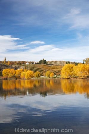 agricultural;agriculture;autuminal;autumn;autumn-colour;autumn-colours;autumnal;Bannockburn;Bannockburn-Inlet;calm;Central-Otago;central-otago-vineyard;central-otago-vineyards;central-otago-wineries;central-otago-winery;color;colors;colour;colours;country;countryside;crop;crops;cultivation;deciduous;fall;farm;farming;farmland;farms;field;fields;golden;grape;grapes;grapevine;horticulture;lake;Lake-Dunstan;lakes;leaf;leaves;N.Z.;new-zealand;NZ;Otago;placid;quiet;reflection;reflections;row;rows;rural;S.I.;season;seasonal;seasons;serene;SI;smooth;South-Island;still;tranquil;tree;trees;vine;vines;vineyard;vineyards;vintage;water;willow;willow-tree;willow-trees;willows;wineage;wineries;winery;wines;yellow