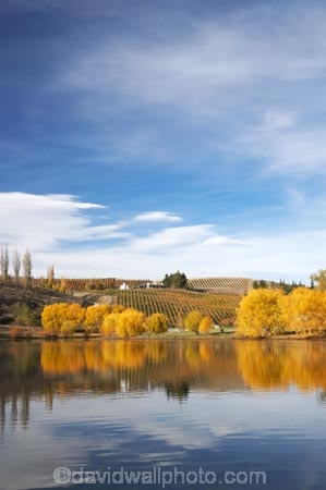 agricultural;agriculture;autuminal;autumn;autumn-colour;autumn-colours;autumnal;Bannockburn;Bannockburn-Inlet;calm;Central-Otago;central-otago-vineyard;central-otago-vineyards;central-otago-wineries;central-otago-winery;color;colors;colour;colours;country;countryside;crop;crops;cultivation;deciduous;fall;farm;farming;farmland;farms;field;fields;golden;grape;grapes;grapevine;horticulture;lake;Lake-Dunstan;lakes;leaf;leaves;N.Z.;new-zealand;NZ;Otago;placid;quiet;reflection;reflections;row;rows;rural;S.I.;season;seasonal;seasons;serene;SI;smooth;South-Island;still;tranquil;tree;trees;vine;vines;vineyard;vineyards;vintage;water;willow;willow-tree;willow-trees;willows;wineage;wineries;winery;wines;yellow