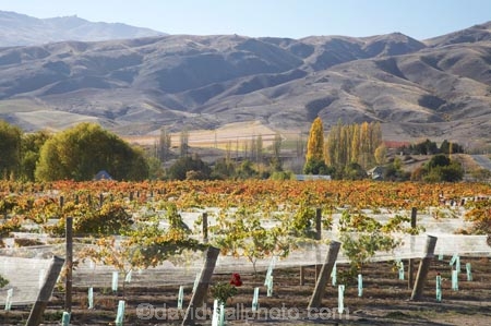 agricultural;agriculture;autuminal;autumn;autumnal;Bannockburn;bird-net;bird-nets;bird-netting;Central-Otago;central-otago-vineyard;central-otago-vineyards;central-otago-wineries;central-otago-winery;color;colors;colour;colours;country;countryside;Cromwell;crop;crops;cultivation;deciduous;Domain-Rd-Vineyard;Domain-Road-Vineyard;fall;farm;farming;farmland;farms;field;fields;grape;grapes;grapevine;horticulture;leaf;leaves;N.Z.;net;nets;netting;New-Zealand;NZ;orange;Otago;Pinot-Noir;red;row;rows;rural;S.I.;season;seasonal;seasons;SI;south-island;vine;vines;vineyard;vineyards;vintage;wineage;wineries;winery;wines;yellow