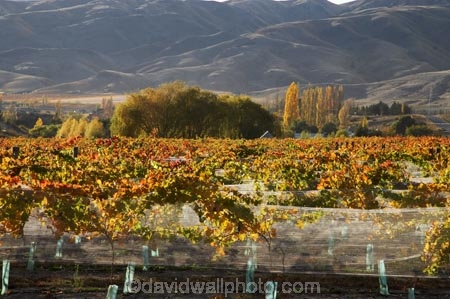 agricultural;agriculture;autuminal;autumn;autumnal;Bannockburn;bird-net;bird-nets;bird-netting;Central-Otago;central-otago-vineyard;central-otago-vineyards;central-otago-wineries;central-otago-winery;color;colors;colour;colours;country;countryside;Cromwell;crop;crops;cultivation;deciduous;Domain-Rd-Vineyard;Domain-Road-Vineyard;fall;farm;farming;farmland;farms;field;fields;grape;grapes;grapevine;horticulture;leaf;leaves;N.Z.;net;nets;netting;New-Zealand;NZ;orange;Otago;Pinot-Noir;red;row;rows;rural;S.I.;season;seasonal;seasons;SI;south-island;vine;vines;vineyard;vineyards;vintage;wineage;wineries;winery;wines;yellow