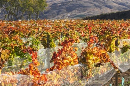 agricultural;agriculture;autuminal;autumn;autumnal;Bannockburn;bird-net;bird-nets;bird-netting;Central-Otago;central-otago-vineyard;central-otago-vineyards;central-otago-wineries;central-otago-winery;color;colors;colour;colours;country;countryside;Cromwell;crop;crops;cultivation;deciduous;Domain-Rd-Vineyard;Domain-Road-Vineyard;fall;farm;farming;farmland;farms;field;fields;grape;grapes;grapevine;horticulture;leaf;leaves;N.Z.;net;nets;netting;New-Zealand;NZ;orange;Otago;Pinot-Noir;red;row;rows;rural;S.I.;season;seasonal;seasons;SI;south-island;vine;vines;vineyard;vineyards;vintage;wineage;wineries;winery;wines;yellow