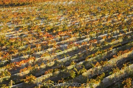 agricultural;agriculture;autuminal;autumn;autumnal;Bannockburn;bird-net;bird-nets;bird-netting;Central-Otago;central-otago-vineyard;central-otago-vineyards;central-otago-wineries;central-otago-winery;color;colors;colour;colours;country;countryside;Cromwell;crop;crops;cultivation;deciduous;Domain-Rd-Vineyard;Domain-Road-Vineyard;fall;farm;farming;farmland;farms;field;fields;grape;grapes;grapevine;horticulture;leaf;leaves;N.Z.;net;nets;netting;New-Zealand;NZ;orange;Otago;Pinot-Noir;red;row;rows;rural;S.I.;season;seasonal;seasons;SI;south-island;vine;vines;vineyard;vineyards;vintage;wineage;wineries;winery;wines;yellow