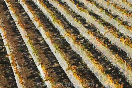 agricultural;agriculture;autuminal;autumn;autumnal;Bannockburn;bird-net;bird-nets;bird-netting;Central-Otago;central-otago-vineyard;central-otago-vineyards;central-otago-wineries;central-otago-winery;color;colors;colour;colours;country;countryside;Cromwell;crop;crops;cultivation;deciduous;Domain-Rd-Vineyard;Domain-Road-Vineyard;fall;farm;farming;farmland;farms;field;fields;grape;grapes;grapevine;horticulture;leaf;leaves;N.Z.;net;nets;netting;New-Zealand;NZ;orange;Otago;Pinot-Noir;red;row;rows;rural;S.I.;season;seasonal;seasons;SI;south-island;vine;vines;vineyard;vineyards;vintage;wineage;wineries;winery;wines;yellow
